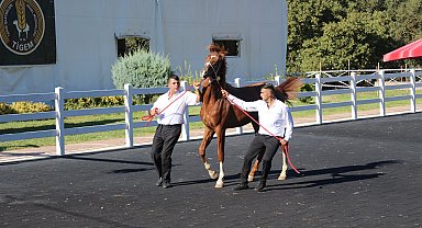 TİGEM'in en yüksek bedelli satışı 1 milyon 370 bin TL ile 'Zergüzüm tay' oldu