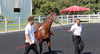 TİGEM'in en yüksek bedelli tayı 'e-satış' ile alıcı buldu