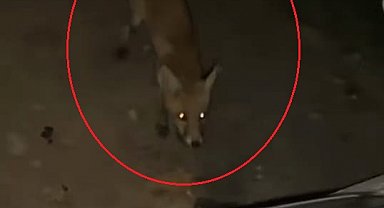 Tilkiyi cipsle besledi