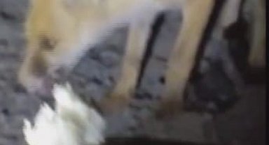 Tilkiyi eliyle besledi