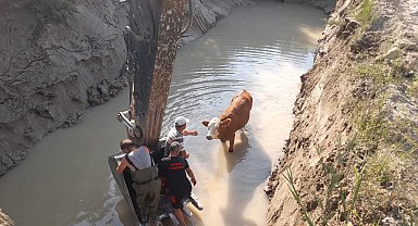 Tokat'ta otlarken gölete düşen 3 inek kurtarıldı