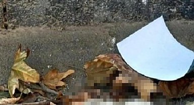 Turgutlu'da sokakta kedi başı bulundu iddiası