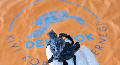 Türkiye'nin ilk canlı siyam ikizi caretta yavruları