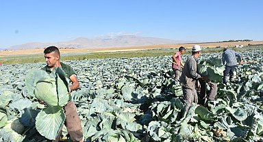 Türkiye'nin lahana üretiminin yüzde 20'sini karşılayan Niğde'de hasat zamanı