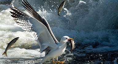 Van Gölü'nde avlanabilir balık stoku 7 bin 500 ton