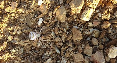 Yalova'da görülen 'insan yüzlü örümcek' şaşırttı