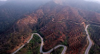 Yanan ormanların yeşertilmesinde 'ekolojik denge' uyarısı