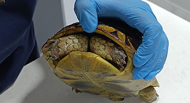 Yangında kurtarılan kaplumbağa, travma nedeniyle kabuğundan çıkmıyor