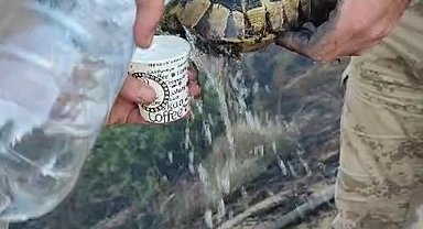 Yangından etkilenen kaplumbağa, ekipler tarafından kurtarıldı