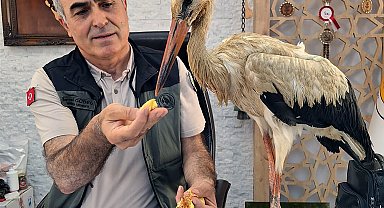 Yangından kaçan yaralı leylek, Anamur'da koruma altına alındı
