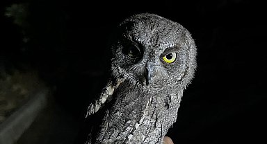 Yaralı bulunan ishak kuşu, tedavi edilip doğaya salındı