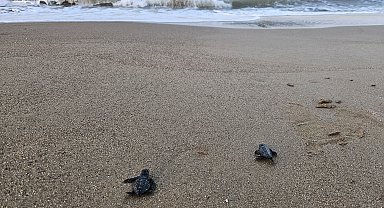 Yavru caretta sezonu başladı