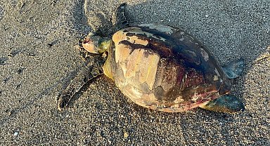 Yeşil deniz kaplumbağası ölüsü sahile vurdu