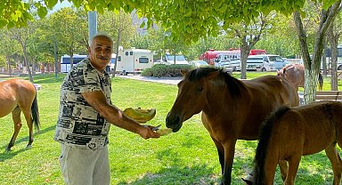 Yılkı atları kent merkezine indi, pazarcılar kavun ve karpuz ile besledi