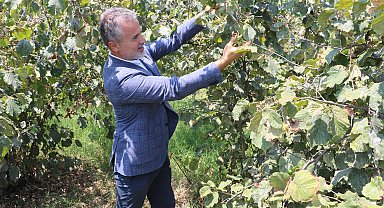 YRP'li Kılıç: Fındığın kilosu 6 dolar ya da 250 TL üzerinde olmalıdır