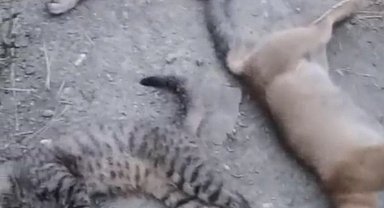 Yüksekova'da 10 köpek, 5 kedi ve 3 tilki ölüsü bulundu