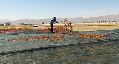 Yüksekova'da ekşi elma mesaisi