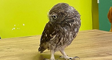 Yuvadan düşüp yaralanan yavru kukumav baykuş tedaviye alındı