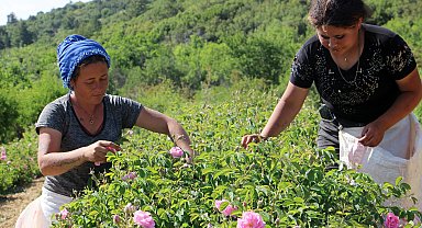 Zirai don gülü vurdu, rekolte yüzde 30 azaldı