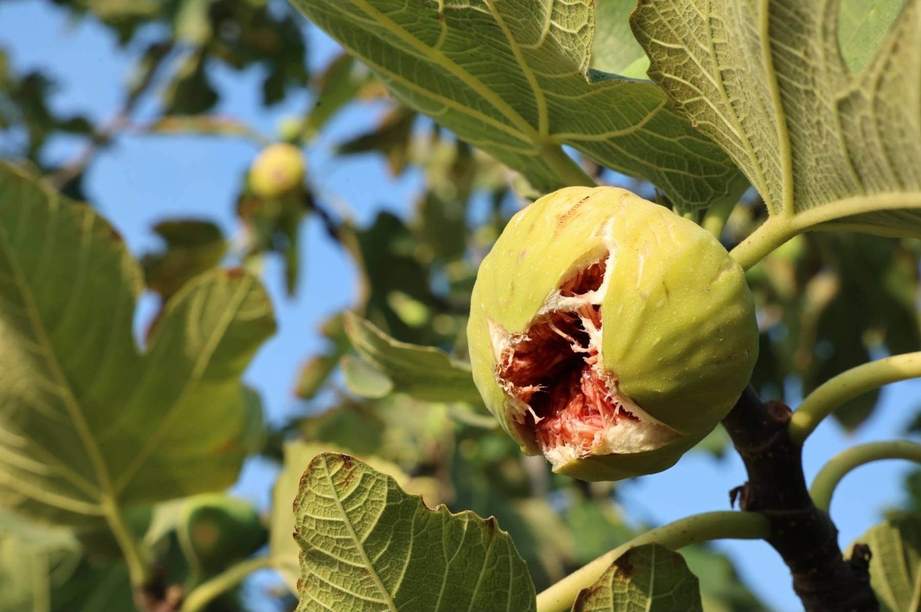 11. Akçalar İncir Festivali 14 Eylül'de