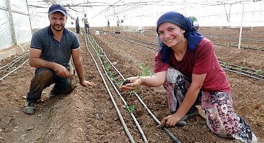 52 bin dönüm serada güz dönemi üretimi domates ekimiyle başladı