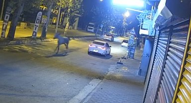 Adana'da caddede koşan başıboş at, otomobille çarptı