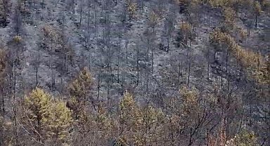 Alanya'daki orman yangınlarında 400 hektar alan zarar gördü