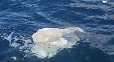 Amasra'da deniz yüzeyinde kirliliğe inceleme