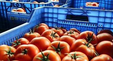 Antalya'da, Ukrayna'nın domates ve salatalıkta anti-damping kararının etkileri raporu hazırlandı