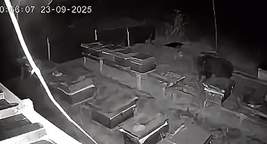 Arıcıların 4 kovan balını yiyen bozayı kamerada