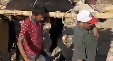 Ayağı kırılan 500 kiloluk ineği, sedyeyle 2 kilometre taşıdılar