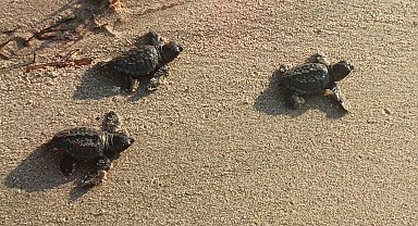 Aydın ve İzmir'de 9 yuvadan çıkan 469 caretta caretta yavrusu, denizle buluştu