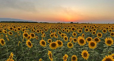 Aydın'da ayçiçeği tarlaları ilgi odağı oldu