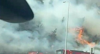 Aydın'da maki yangını