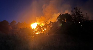 Aydın'da zeytinlik yangını