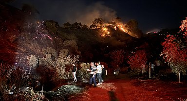 Aydın'da zeytinlik yangını
