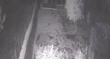 Bahçeye giren bozayı tellere zarar verdi