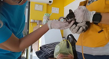 Bakan konvoyundaki araca giren yavru kediyi 112 ekipleri kurtardı