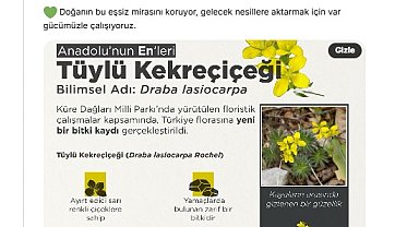 Bakan Yumaklı: Tüylü Kekreçiçeği, Türkiye florasına kaydedildi