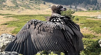 Bitkin bulunan kara akbaba, tedavisinin ardından doğaya salındı
