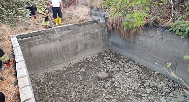 Boş havuza düşen domuzu itfaiye kurtardı