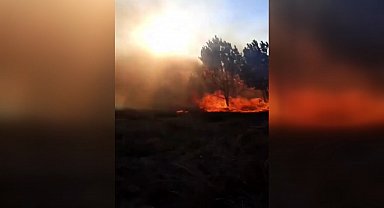 Bursa'da orman yangını