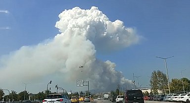 Bursa'da orman yangını
