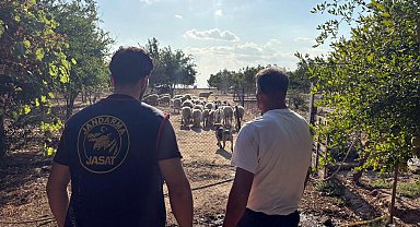 Çalınan koyunlar 50 saatlik görüntü incelenerek bulundu
