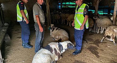Çalındığı belirtilen 18 küçükbaşı jandarma buldu