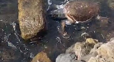 Çanakkale'de deniz kaplumbağası ölüsü sahile vurdu