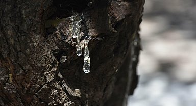 Çeşme'de sakız hasadı başladı