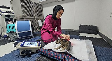 Darbe alıp felç kalan sokak kedisi, fizyoterapi ile yürümeye başladı