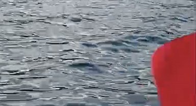 Denizde yüzen yaban domuzu görüntülendi