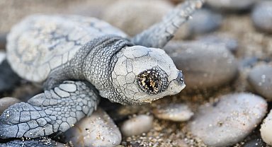 Denize ulaşabilen 232 bin yavru carettadan 500'ü hayatta kalabilecek